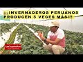 ¡¡¡INVERNADEROS PERUANOS PRODUCEN 5 VECES MÁS !!!