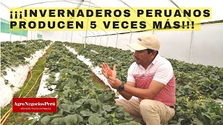 ¡¡¡Invernaderos peruanos producen 5 veces más !!!