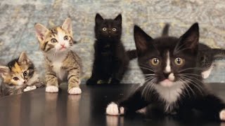 Kittens VS Slide!