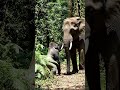 wildlife #aiart #ai #aivideo