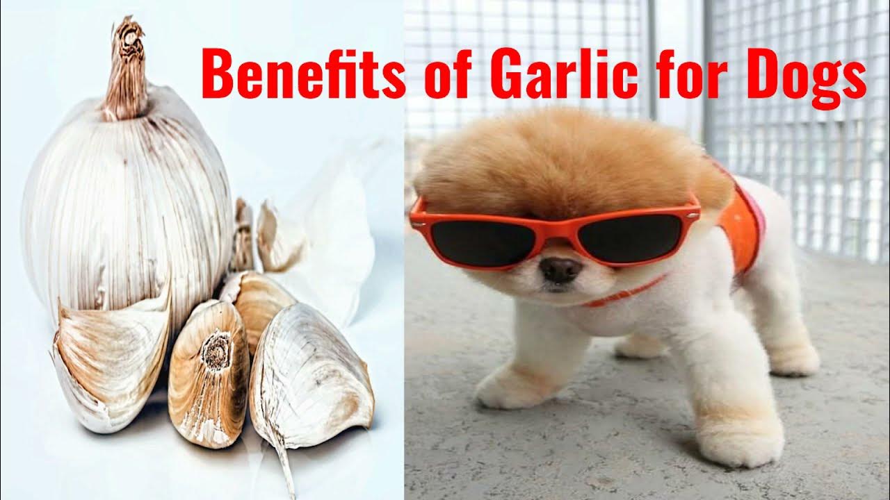 Benefits of Garlic for Dogs Is Garlic Good For Dogs? YouTube