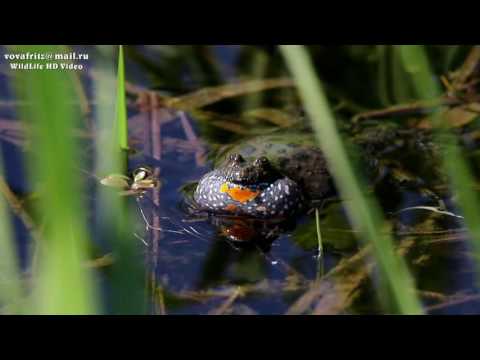 Желтобрюхая жерлянка (Bombina variegata, Yellow-bellied toad) HD 2016