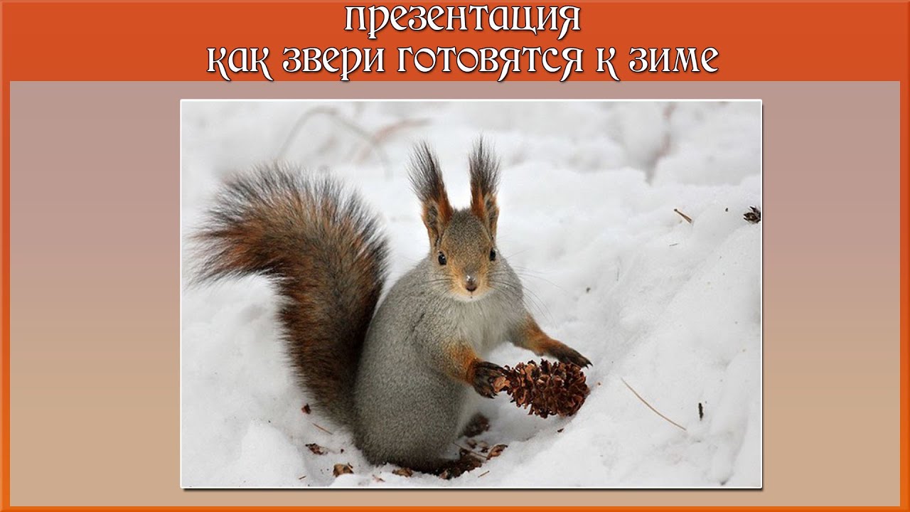 Как готовятся звери к зиме Как готовятся звери к зиме