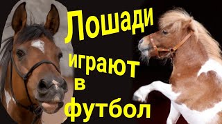 Лошади тоже играют в футбол ./Horses play football . by Circus Yakubovskie.ru 3,137 views 2 years ago 34 seconds