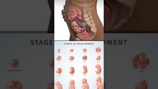 stages of fetal development shortsyoutube pregnancyjourney shortsyoutube