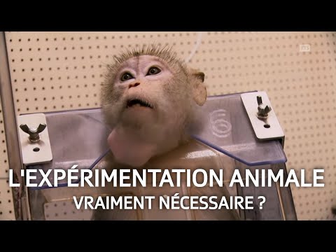 Vidéo: Amérique non américaine