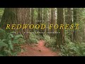 Redwood forest soundscape  4k virtual forest walk  relaxing nature sounds  background ambience 