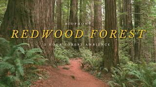 Redwood Forest Soundscape | 4K virtual forest walk | relaxing nature sounds | background ambience | screenshot 1