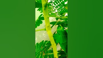 cây gì mà có gai ra bông cũng đẹp. #youtubeshorts #loilethanh #youtube #bonsai