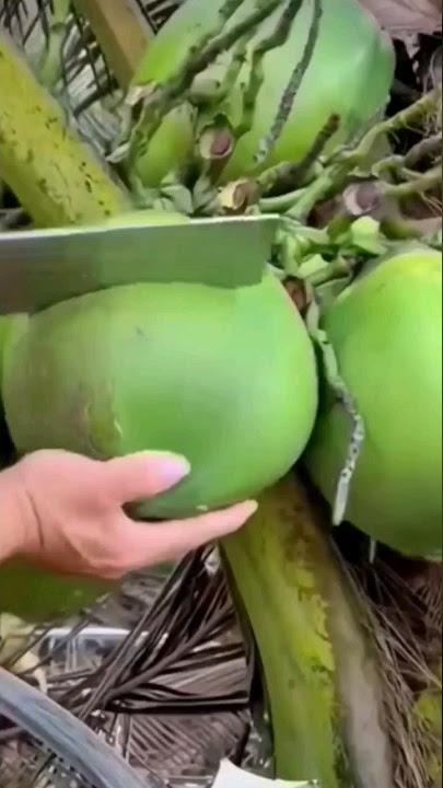 inilah jenis kelapa ijo asli yang jarang orang ketahui 🤔 #shorts