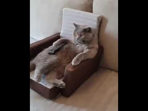 Кот смотрит телевизор - YouTube