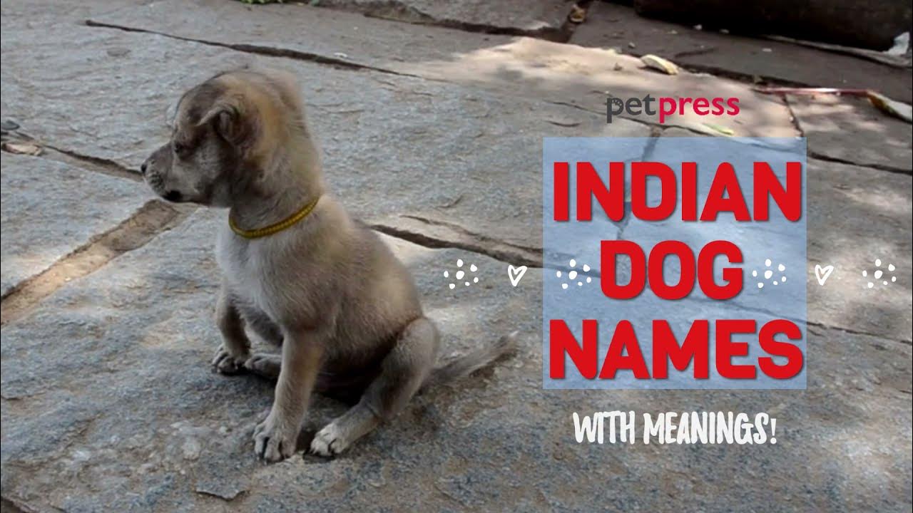30 Best Indian Dog Names with Meanings! (Punjabi, Sanskrit, & Hindi