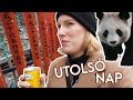 Pandák, dobozos leves, Harajuku haul | Utolsó nap Japánban | TOKYO VLOG