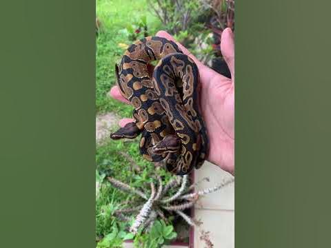 ball python normal & leopard - YouTube