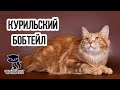 Курильский бобтейл / Интересные факты о кошках