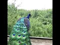 Peacock takes flight