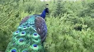 Peacock takes flight