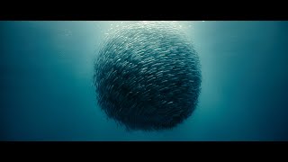 Océans Океаны (2009) | Прокофьев - Танец рыцарей Océans Океаны (2009) | Прокофьев - Танец рыцарей