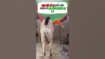 [P.2] Phát hiện sinh vật lạ tromg rừng #shorts