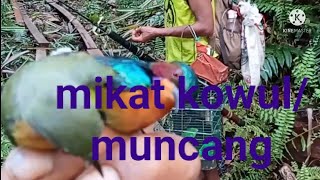 CaraMemikatKolibriWulung/Muncang ....AmanDanEfektifvlog#