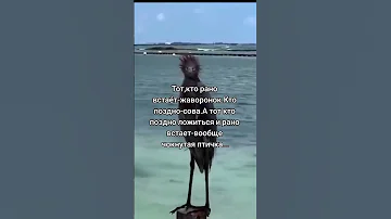 Тот, кто рано встает - жаворонок. Кто поздно - сова. )))