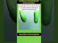 Nature's Most Incredible Transformation 🤯 A caterpillar into a butterfly