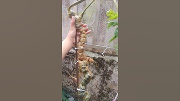 E Thanh lý củ tam thất hoang 750gr 28 mắt dài thẳng 50cm cong 66cm do yếu lá ạ #duoclieu #sâm