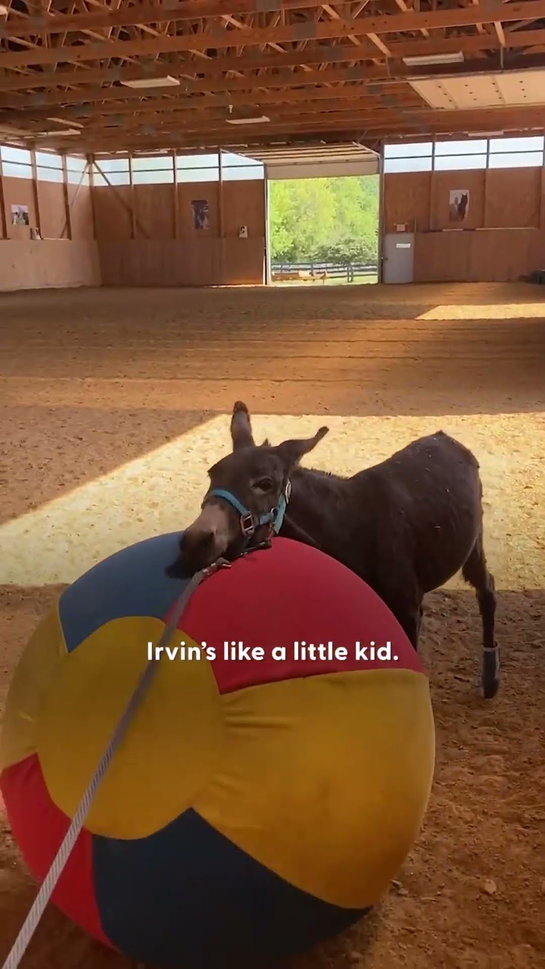 Rescued Donkey Is Completely Infatuated With His Dad | The Dodo