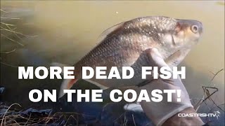 DEAD FISH ON THE COAST AGAIN!