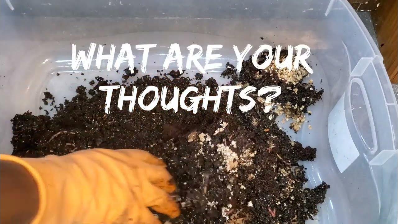 The Worm Bucket YouTube