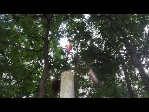 Shooting The Pocket Shot