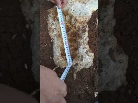 تحليل إشارة قدم يمين