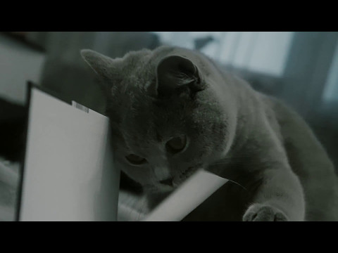 Британская кошка Глория читает книгу l British cat Gloria reading a book