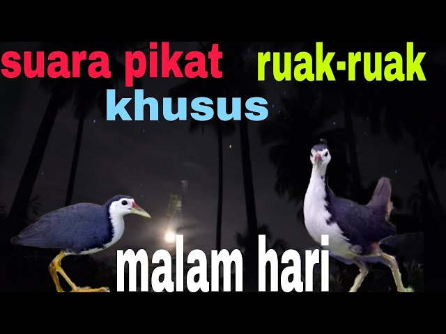 SUARA PIKAT RUAK-RUAK ||KHUSUS MALAM HARI class=