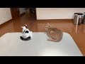 シンクロするひのきと豆大福がかわいいと思ったら・・・