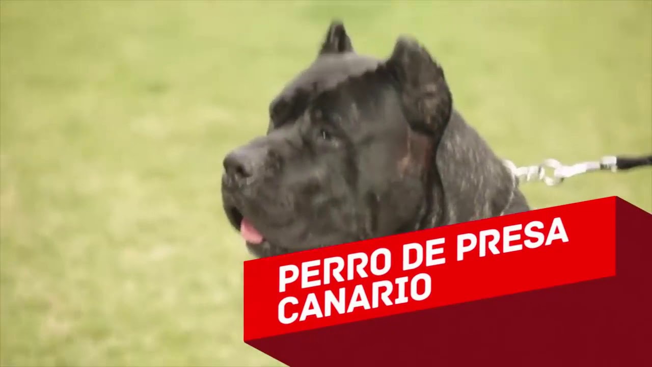 10 MOST DANGEROUS DOGS BREEDS IN THE WORLD YouTube