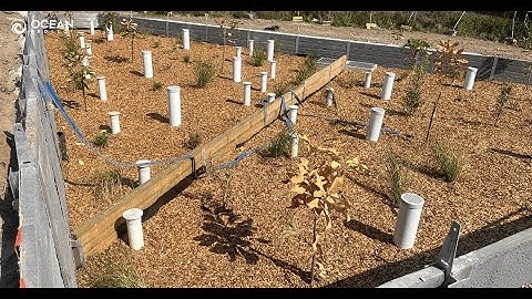 Inspection of Filterra® bioretention at Burpengary, QLD