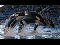 Killer Whales Up Close (Full Show) at SeaWorld San Antonio on 8/26/18