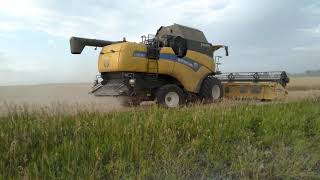 New Holland cx 8.80 уборка пшеницы