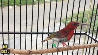 Download lagu SEPAH RAJA EKOR MERAH NYECRET JOS SEPAH RAJA EKOR MERAH NYECRET JOS