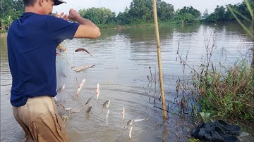 Ra Đồng Giăng Lưới,Mùa Nước Lũ,P2 | Vui Miền Tây Vlog