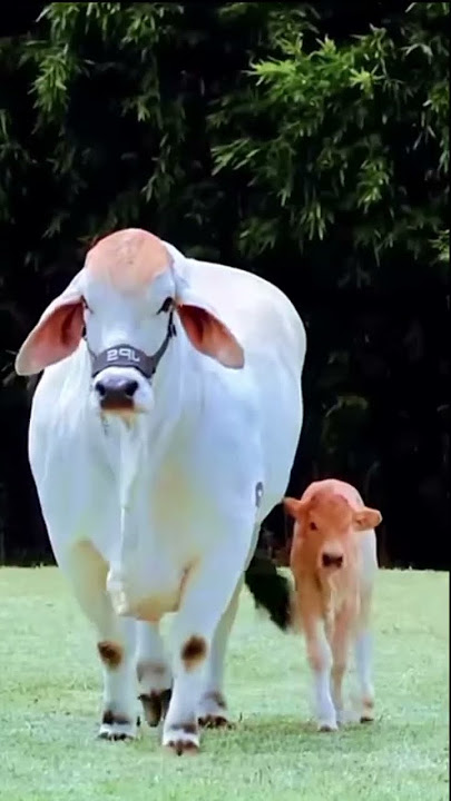 #cow #baffalo #pitbull #animals #bull #aivideo #ai