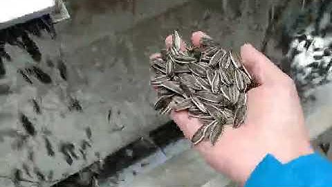 10 Chutes Color Sorter Machine For Sunflower Seeds