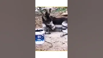 Donkey Sucking His Own 
