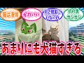 公式の上げたウインディやニャオハの犬猫すぎる動画にメロメロのトレーナー達の反応集【ポケモン反応集】