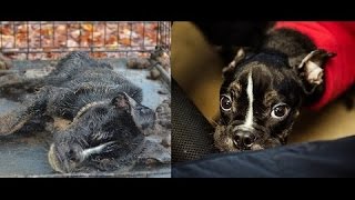 Все думали, что эта собака умрет, но любовь одного человека спасла ее Все думали, что эта собака умрет, но любовь одного человека спасла ее