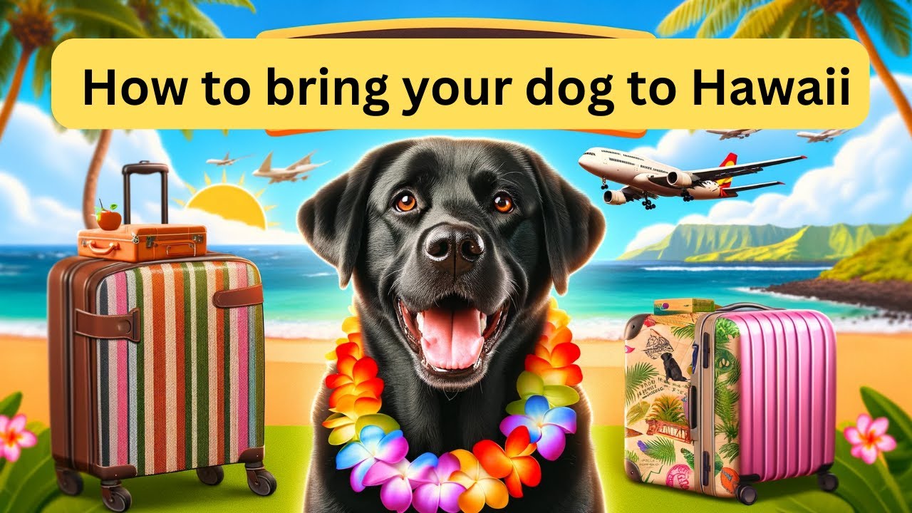 Bringing Your Dog To Hawaii The Ultimate Step by Step Guide YouTube Bringing Your Dog To Hawaii The Ultimate Step by Step Guide YouTube
