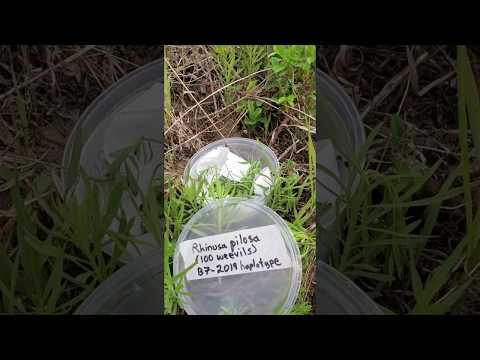 Video: Toadflax Control - Այգում դոդոշի հսկողության տակ պահելը