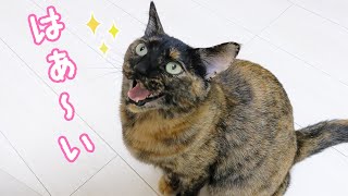 名前を呼んだら返事が出来るようになったサビ猫