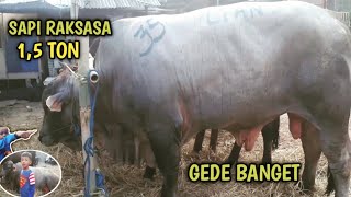 SAPI RAKSASA | Tolong ? Gede Banget, Oslic Gemeteran Deketinnya. Tapi ...